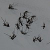 Galerie photos de moustiques tigres après raquette anti-moustique